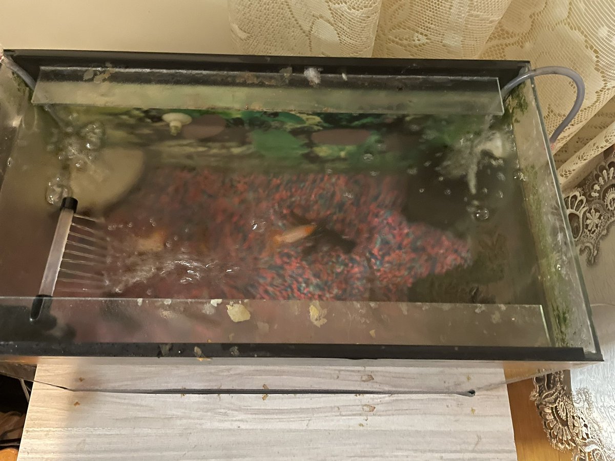 TjoLoLo7's tweet photo. “ed” #thesouthafricanabroad
fish tank cleaning 
bought Aquarium Sponge Filter Submersible Fish Tank Filter 
Sponge Corner FishTank
Pawfly Aquarium Corner Sponge Filter Quiet Betta Fry Shrimp and Small Fish Bio Gravels Ceramic Rings for Fish Tank
@CD_Musgrave 
#KeepingFish https://t.co/NaKOa5fTkJ