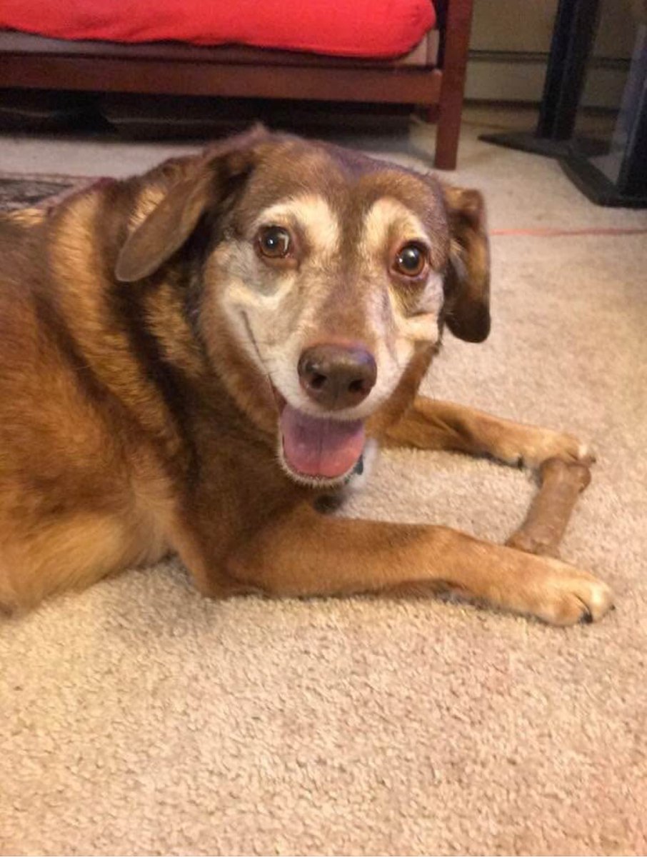 From the vaults. From 2018. Loved her treats so much. She would always give me this look that just seems to say “do you even know how awesome this is?”
#dogsoftwitter #katethedog #rainbowbridge #imissyou #tbt