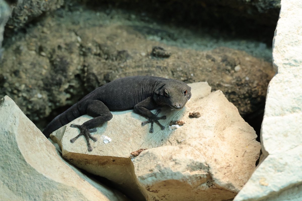 日に日に黒くなる。