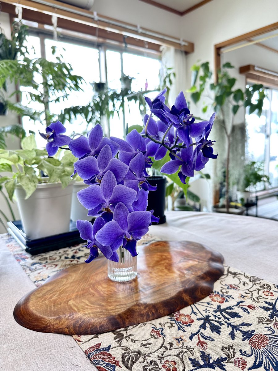 JIN0039's tweet photo. たまにはコッチにも草うpるか。

ブルージーンさんやっとカットしたわ。二月から咲いてるので咲かせ過ぎな気もするけど、今月になってやっと一番目の花が萎れると言う。ブルージーンさん花持ち良過ぎないかい。

#Phalaenopsis #bluegene #ブルージーン #青色胡蝶蘭 #胡蝶蘭 #JIN_orchid https://t.co/pyj06hKMAI