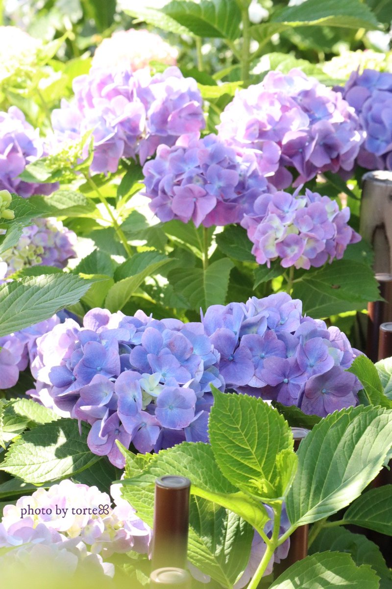 ꕤꔛ*.

      雨の季節も
         きみとなら꒰*˘ᵕ˘*꒱✽*｡

　　　　　　　　ᴴᴬᴾᴾᵞꕤ…˖* 💜🌱