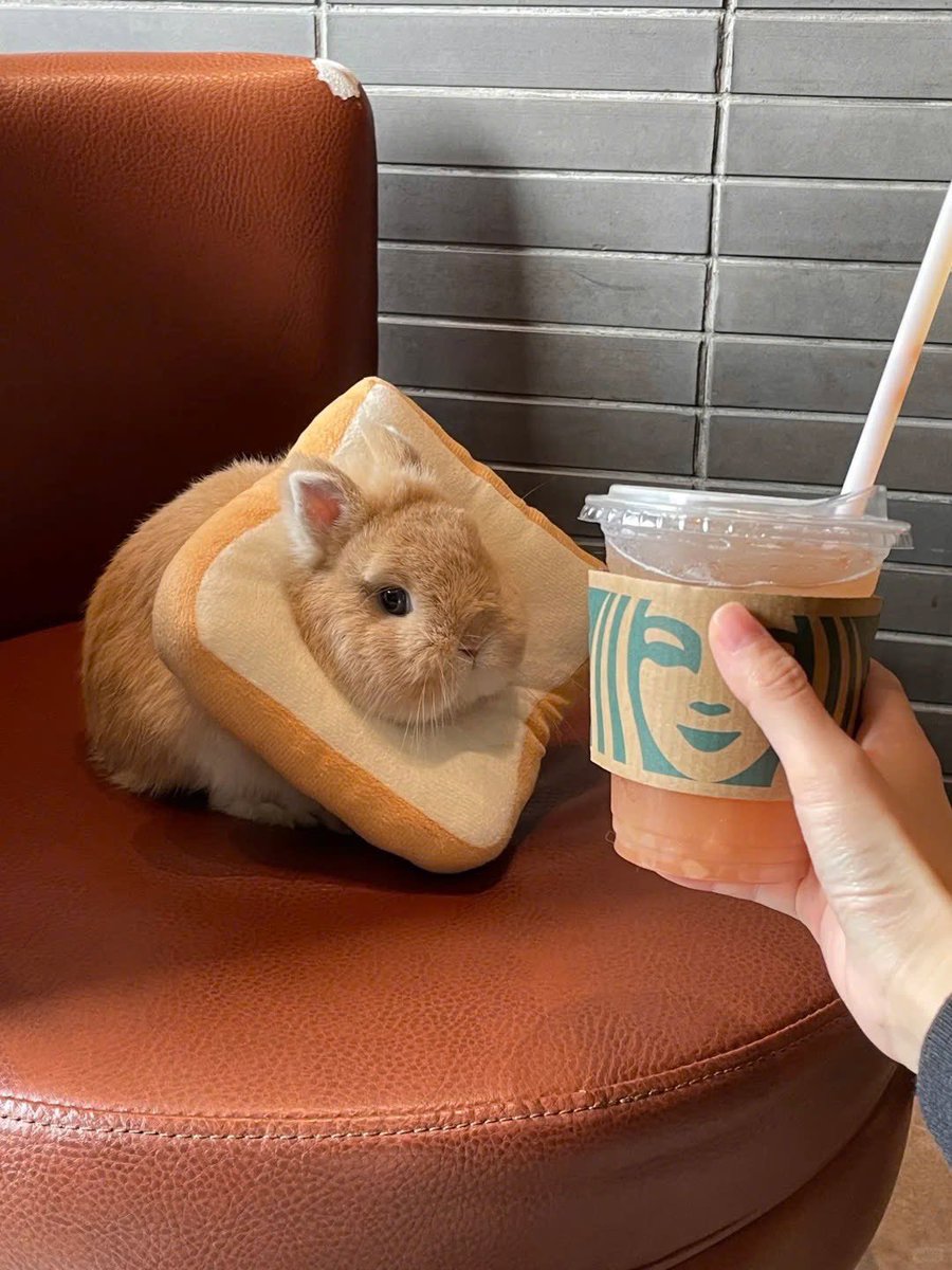 Why you should have a rabbit (@shouldhaverabit) on Twitter photo 