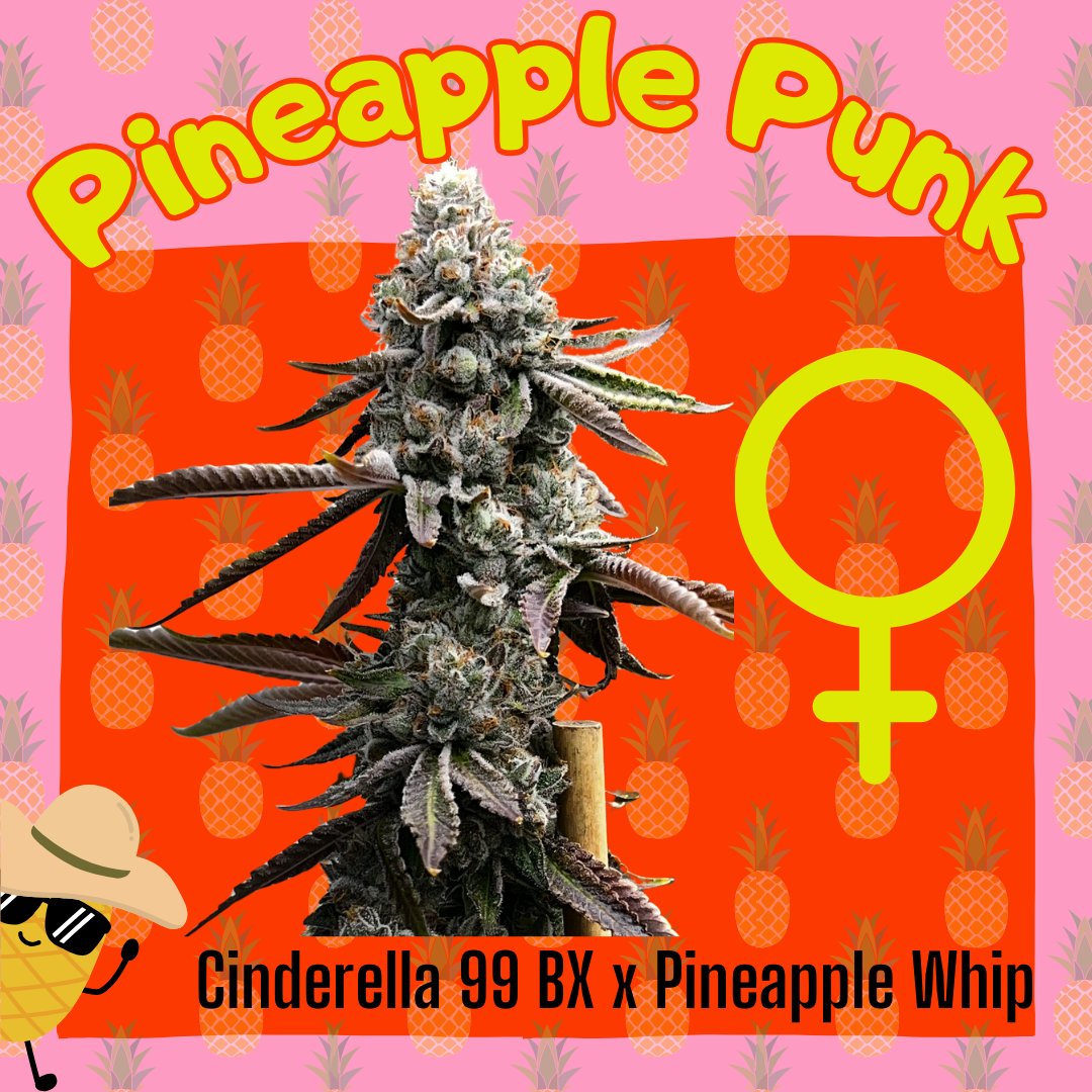 Pineapple Punk!🍍🍍
She packs a powerful punch with a thick pineapple syrup taste and smell.💚💚 This fine lady stacks and packs on the terps. Flowering: 56-58 days🌿🌿
moscaseeds.com/product/pineap…

#moscaseeds
#growyourown
#howtogrow
#cannabisseeds
#weedlife
#highlife