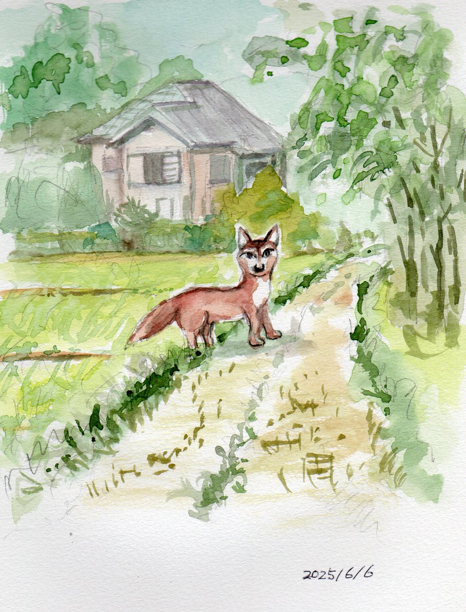 今朝、きつねに会ったよ
「あっ、キツネだ！」
って見てたら向こうも
「あっ、人間だ」
って顔して見てた。
その後、スコスコと林へ消えていった・・