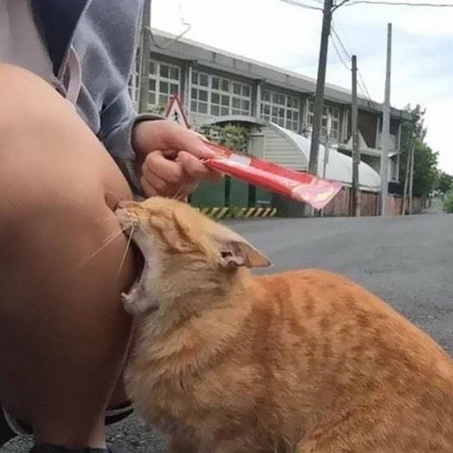 Punch Cat (@punchingcat) on Twitter photo 