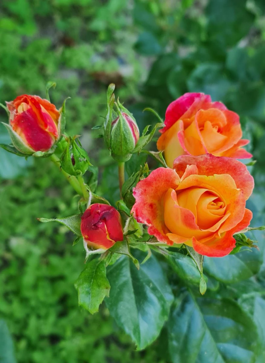 Kurban Bayramınız mübarek olsun sevgili arkadaşlarım!…