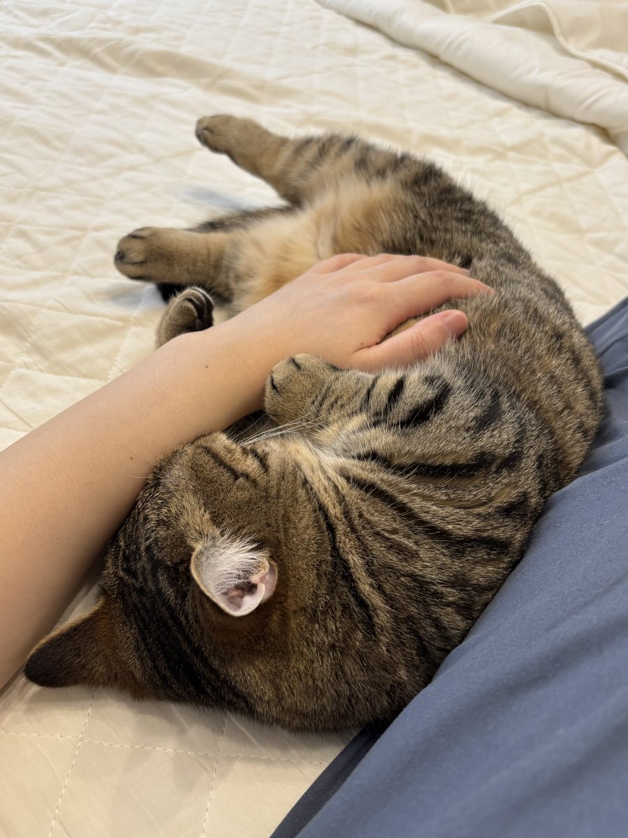 monamofumofu's tweet image. 私はもなちの腹毛をもふり、もなちは腕を抱き枕にしつつ人間吸い…win-win☺️