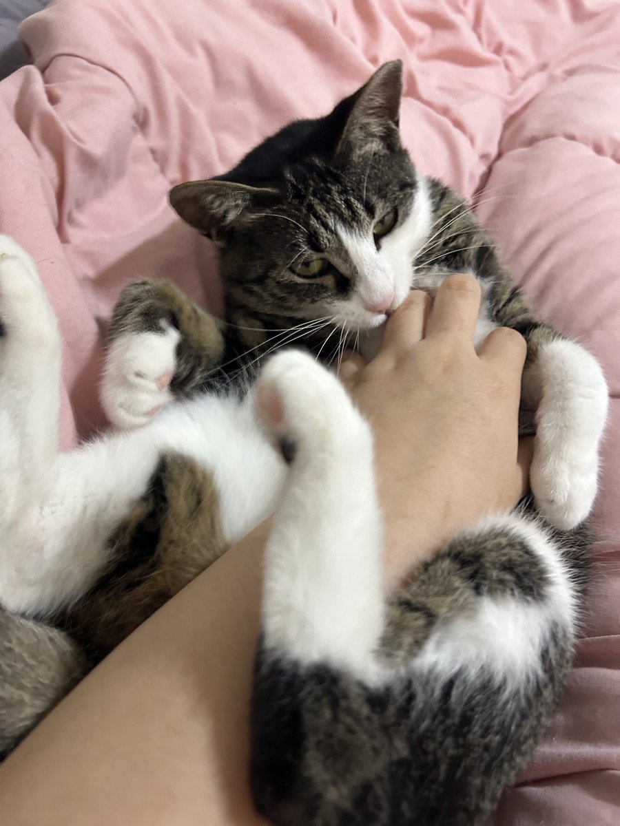 ❤️입양홍보❤️

동동/여/1살/중성화완료/초초개냥이

동동이 너무 이쁘죠 초초개냥이에요
사람 좋아하고,장난감 좋아하는 쫄보 개냥이
구조된지 6개월이 되었어요
이렇게 예쁜 분홍코 애교많은 성격의 
예쁜 동동이는 언제쯤 엄마가 나타날가요
간절히 가족을 찾고 있습니다

#입양홍보 #고양이