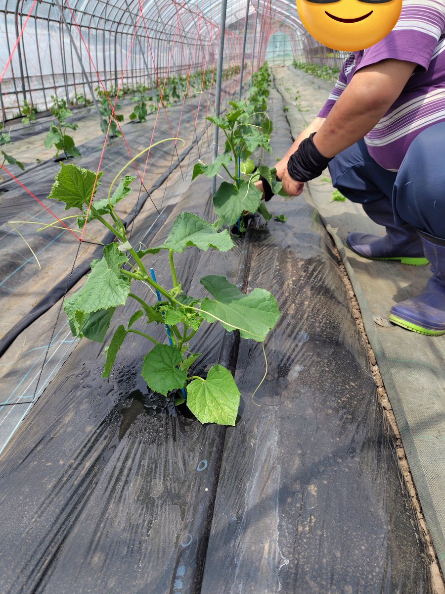 一時はクロピク障害で真っ黄色だった遅植えのハウス。なんとか芽かき出来るまで立ち直ってきた。良かった😌
作業者:そぼきん