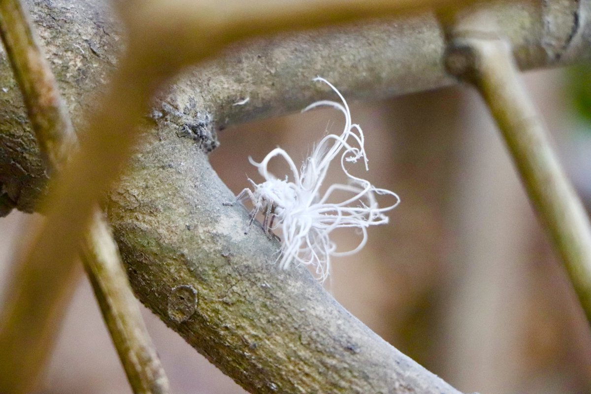 jzking2050's tweet photo. 🐜the larvae of Ricaniidae planthoppers. Locals affectionately call them "Little White Chicks." In the hands of culinary-savvy mountain dwellers, these creatures transform into a sizzling wok of crispy, golden delicacy😋
#spring #wildvegetables #nature #food https://t.co/X4HxfPBhYY