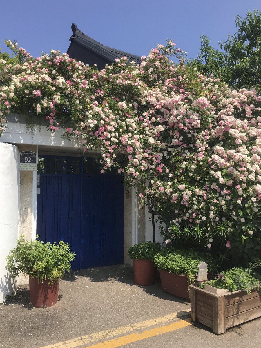 행궁동 장미 달란트