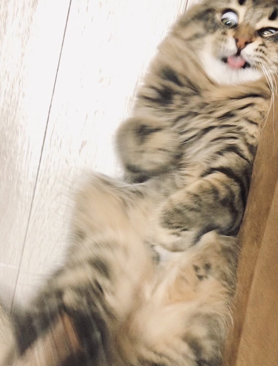 マタタビでキマってるネコちゃん

 #ギリギリネコ判定選手権