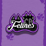 Photo by CA Felines (@Cafelines_)