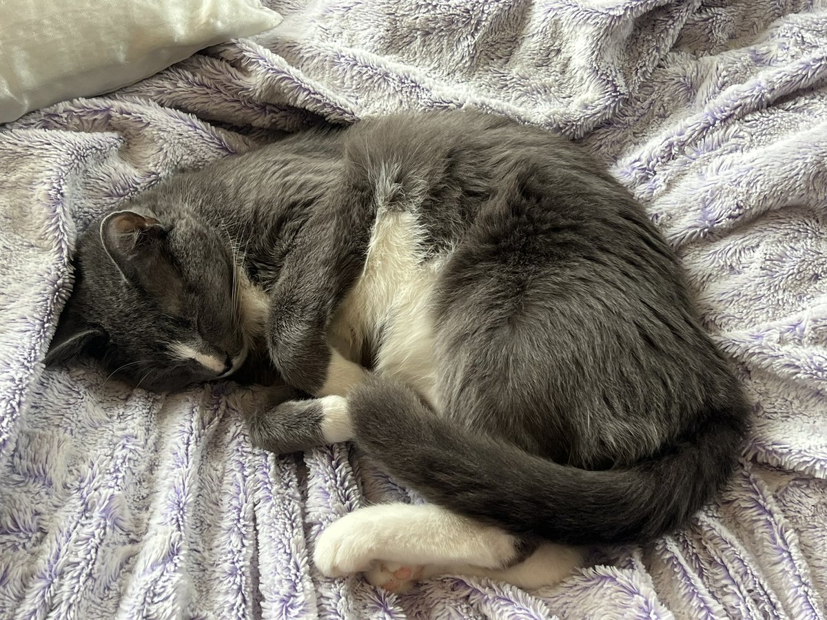 PotBub's tweet image. sleepy bubna

#CatsOfTwitter