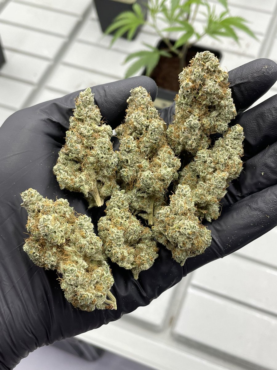 Freshly trimmed Evercrisp (Apple Fritter x Sin Mint Cookies) bred by <a href="/SinCitySeeds/">SinCitySeeds</a> - everyone who smelled this phenotype instantly said either cocoa or chocolate milkshake