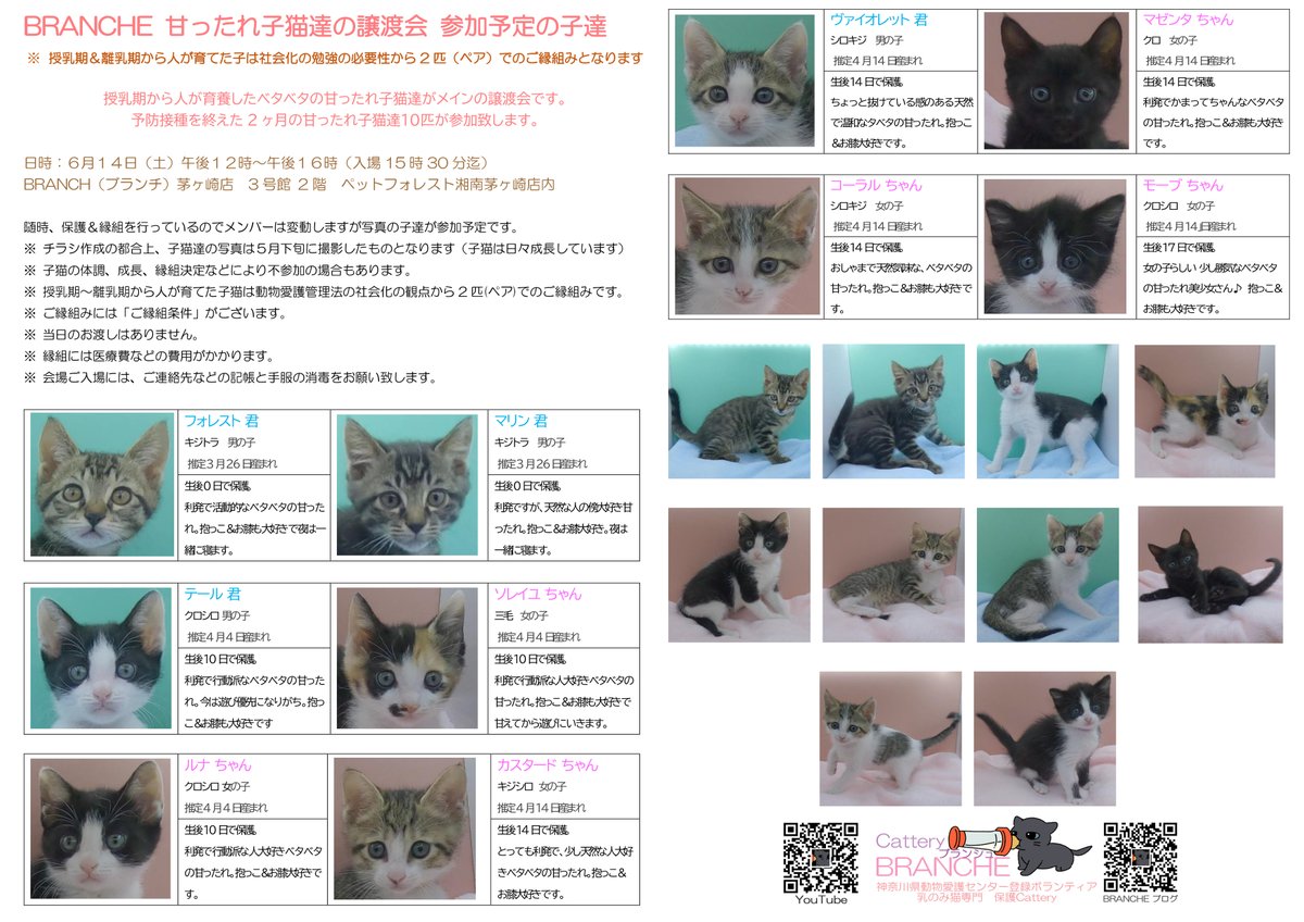 Cattery_Branche's tweet photo. 【拡散希望】2025年 第1回 BRANCHE 甘ったれっ子猫達の譲渡会
日時：6月14日(土)午後１２時～午後１６時（入場15時30分迄）
会場：BRANCH（ブランチ）茅ヶ崎店3号館2階　ペットフォレスト湘南茅ヶ崎店内
場所：神奈川県茅ケ崎市浜見平10番2号ブランチ3号館 2階
【詳しくは】
https://t.co/ZUZIxnHULQ https://t.co/26vLW99ofs