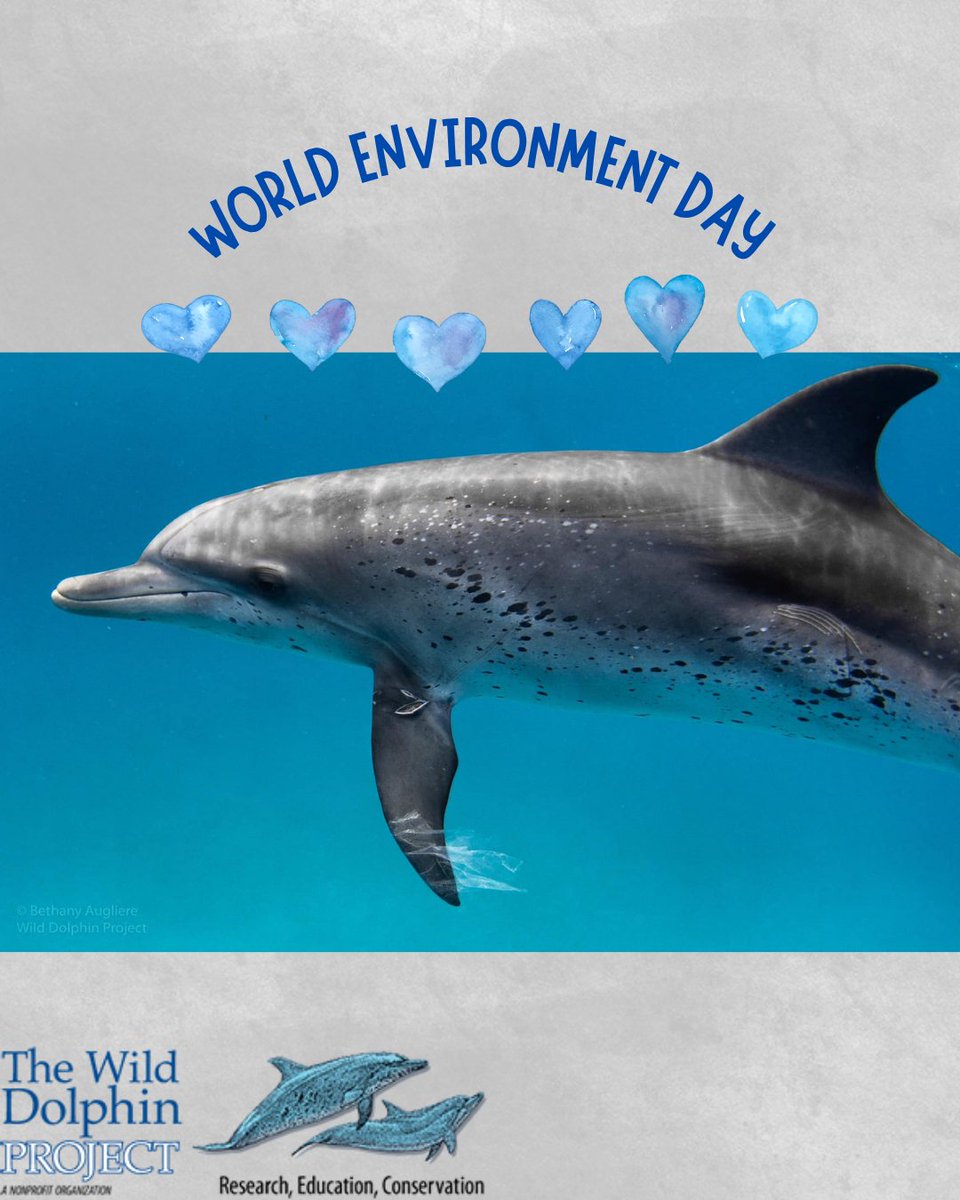 🗓️ It’s #WorldEnvironmentDay &amp; this year’s theme hits home: #BeatPlasticPollution.

We’ve seen dolphins play with plastic at our field site—this issue is real. 🌊

Cut single-use plastics. Choose reusables. Join cleanups. Act now.

#WildDolphinProject #ReducePlastic