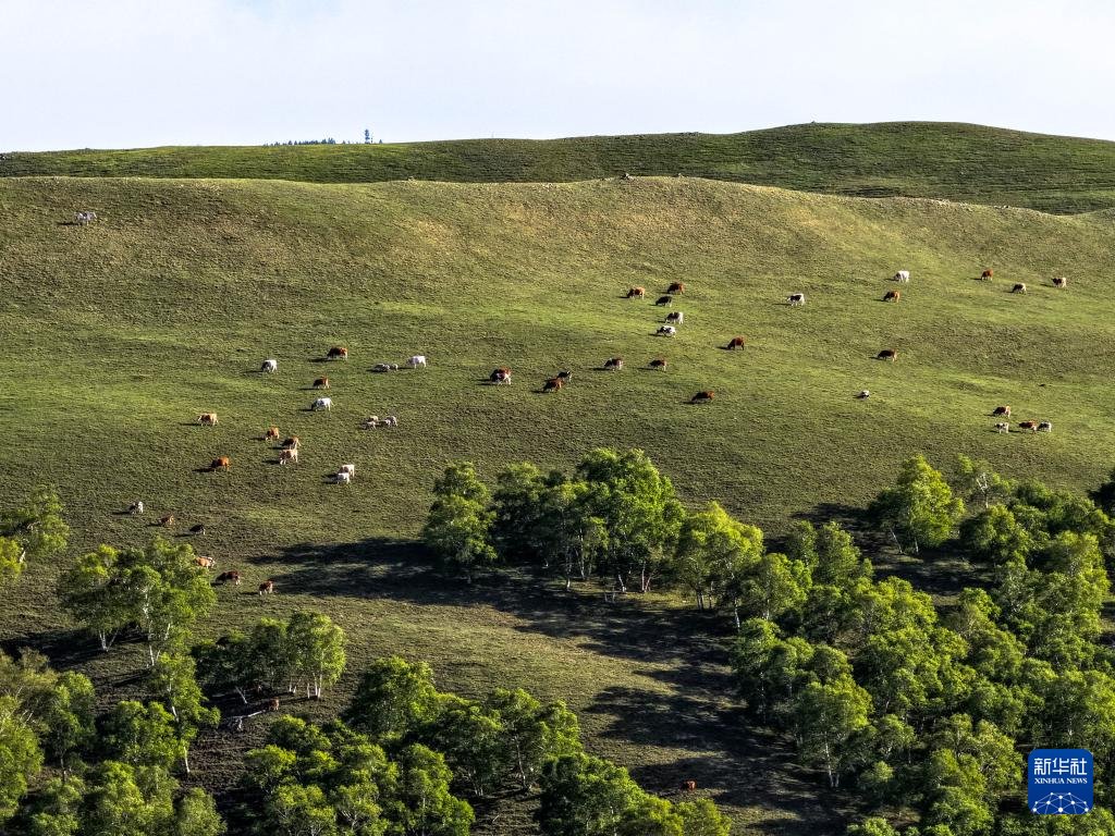 PDChinese's tweet image. 【內蒙古：夏日大青山綠意盎然】夏日，位於內蒙古自治區呼和浩特市北部的內蒙古大青山國家級自然保護區綠意盎然，呈現出一派生機勃勃的美麗景象。