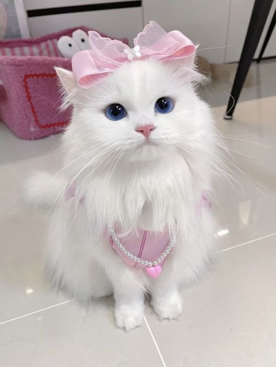 𝗠𝗮𝗿𝘀𝗵𝗺𝗮𝗹𝗹𝗼𝘄𝗝𝗮𝗸𝗲 (ᵔᴥᵔ) ✈︎ ෆ⸒⸒ EN 7 tweet media