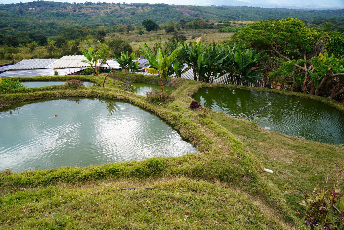 Dr. Patrice TALLA (@patricetalla) on Twitter photo In Zimbabwe the impact of #FISH4ACP is transforming livelihoods through local fish feed production. With <a href="/eucommission/">EU Commission</a> & <a href="/BMZ_Bund/">Bundesentwicklungsministerium</a>, FAO is working with <a href="/ChinhoyiCUT/">Chinhoyi University</a>, the Min of Agric <a href="/MoLAFWRD_Zim/">MinofLands,Agric,Fisheries,Water&Rural Development</a> and local farmers to build a more sustainable & productive aquaculture industry. In Zimbabwe the impact of #FISH4ACP is transforming livelihoods through local fish feed production. With <a href="/eucommission/">EU Commission</a> & <a href="/BMZ_Bund/">Bundesentwicklungsministerium</a>, FAO is working with <a href="/ChinhoyiCUT/">Chinhoyi University</a>, the Min of Agric <a href="/MoLAFWRD_Zim/">MinofLands,Agric,Fisheries,Water&Rural Development</a> and local farmers to build a more sustainable & productive aquaculture industry.