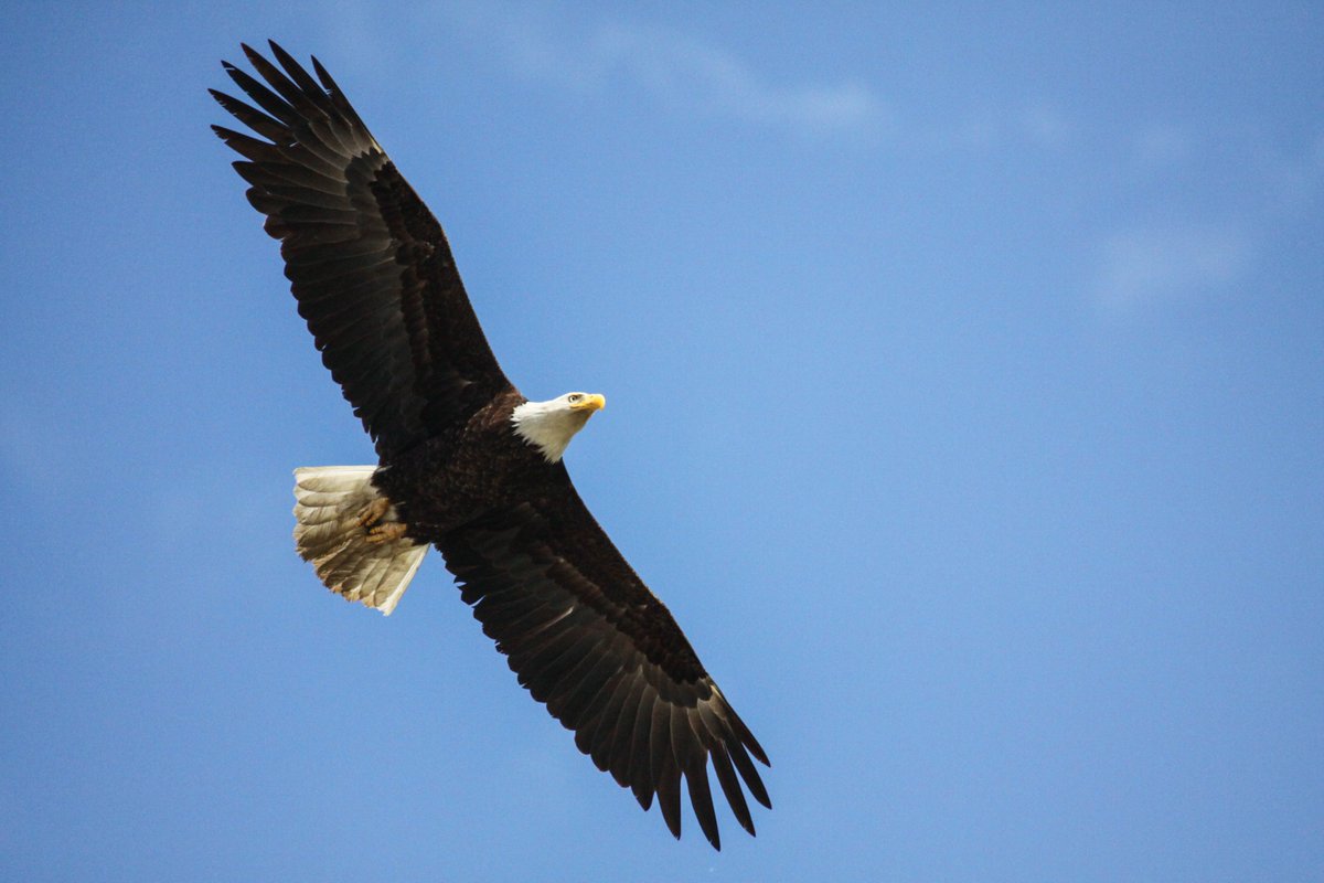 My friend the mother eagle. In the second photo she is swooping down to let me know she's leaving and I'm in charge of security for the chicks in the nest.