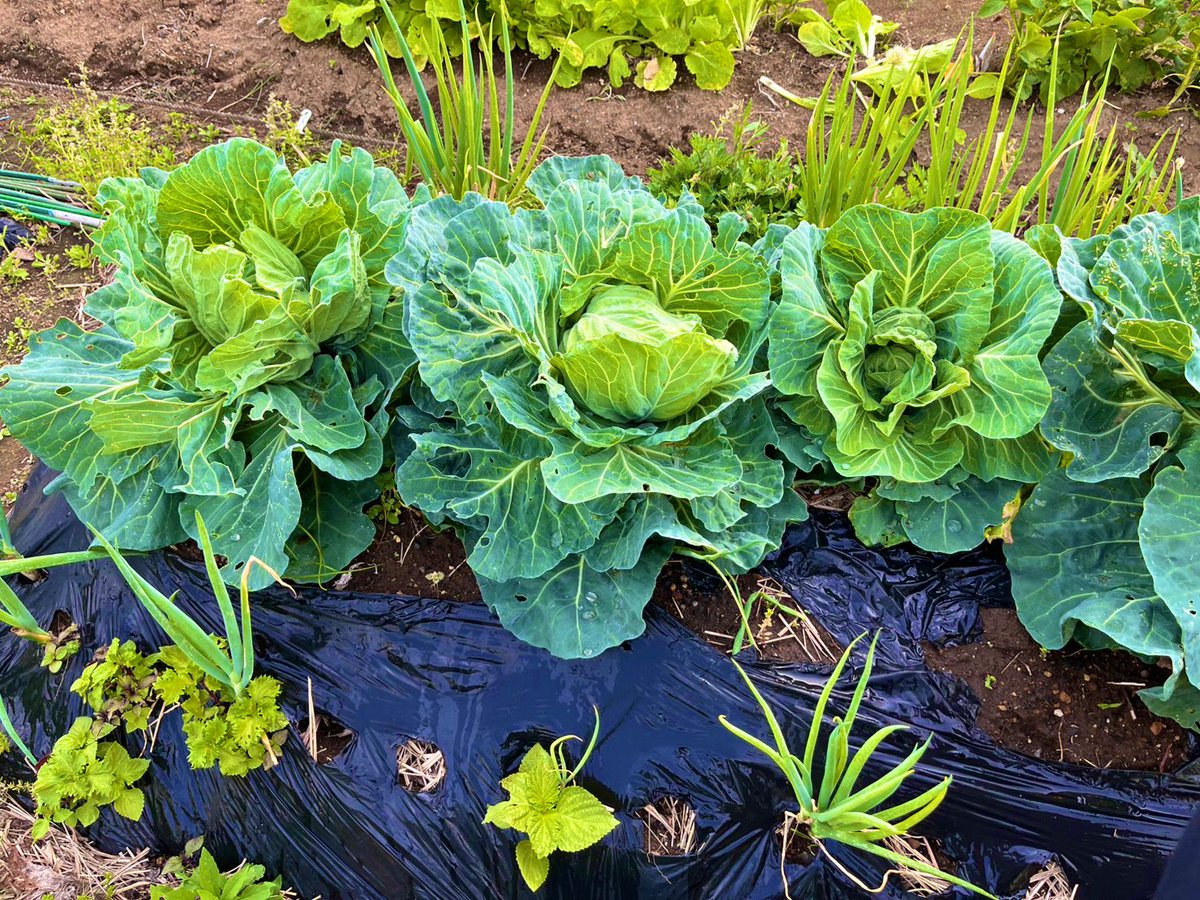 先日のキャベツが素晴らしかった件。😆
外葉は虫食いがあったにも関わらず中には虫は全くいませんでした。ベテランのおじさんに『もうダメだよ』と3月末に言われたけど菌ちゃんを信じて放置したら小ぶりだけどしっかりと巻きました！自然農法はゆっくり育つ。

#菌ちゃん農法
#自然農法