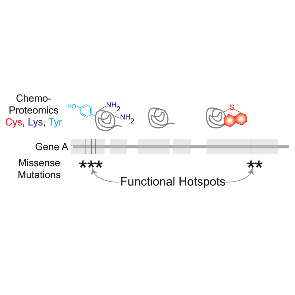 ASHG (@geneticssociety) on Twitter photo .<a href="/AJHGNews/">AJHG</a> latest article from authors <a href="/ArboledaVal/">Valerie Arboleda MD, PhD 🤷🏻♀️</a>, <a href="/Keribackus/">Keriann Backus</a>, & colleagues shows that chemoproteomic measures of protein-based amino acid reactivity effectively highlight clinically important variants in disease-associated genes. Read more: cell.com/ajhg/fulltext/… #ASHG .<a href="/AJHGNews/">AJHG</a> latest article from authors <a href="/ArboledaVal/">Valerie Arboleda MD, PhD 🤷🏻♀️</a>, <a href="/Keribackus/">Keriann Backus</a>, & colleagues shows that chemoproteomic measures of protein-based amino acid reactivity effectively highlight clinically important variants in disease-associated genes. Read more: cell.com/ajhg/fulltext/… #ASHG