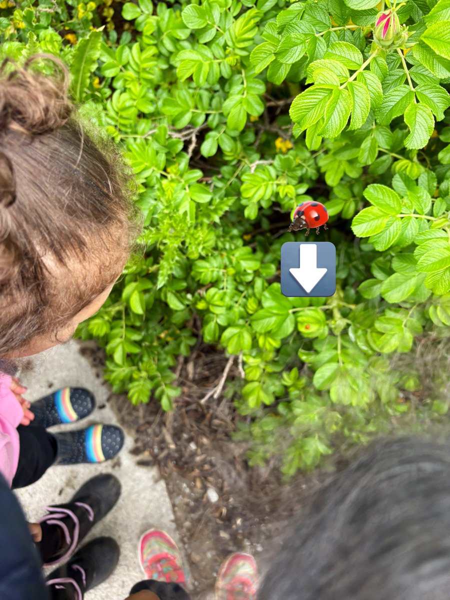 🌼 Yesterday in Outdoor Ed we beat the rain and embraced the beauty around us! We stopped to smell the flowers, listened to bees buzzing, and spotted a ladybug up close 🐞🌸 So much peace/wonder in the little things. #Kindergarten #OutdoorLearning #OntarioCurriculum #GetOutside