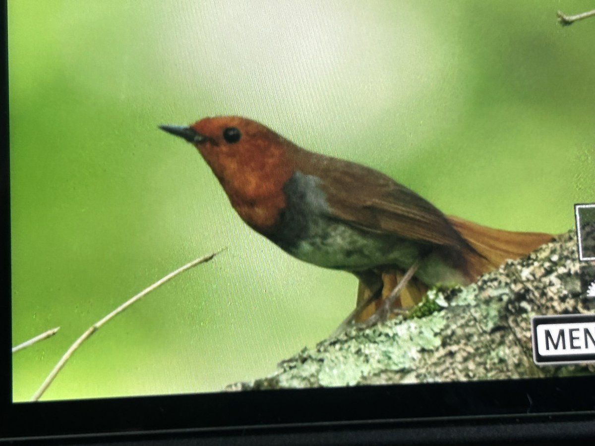 This stunning Japanese Robin put on a  show early this morning…#BirdingJapan #BirdsSeenIn2025 <a href="/zootherabirding/">Nick Bray</a> <a href="/biggesttwitch/">Ruth and Alan</a>