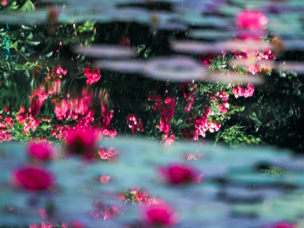 「バラの反映」
バラもそろそろ終盤じゃ。
最盛期を迎えた温帯スイレンとの共演が楽しめるのも、今週末までかのぅ。

＃モネの庭