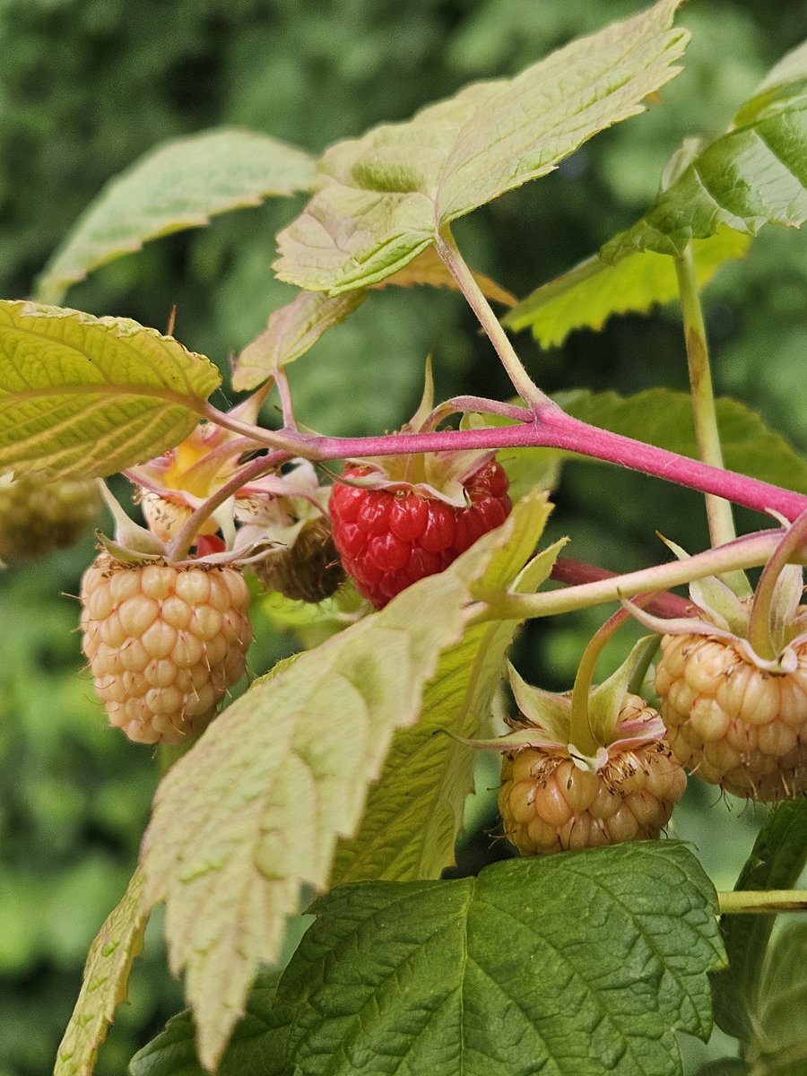 This is the #1 fruit

Don't @
