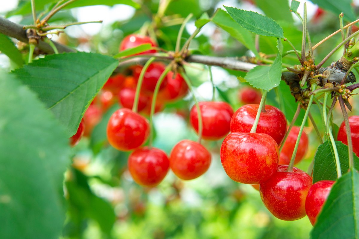 ＼おはようございまっぷ／

6月はさくらんぼの季節🍒
鮮やかな赤い色の元であるアントシアニンは、目の疲れを和らげるともいわれています🥹

フレッシュなさくらんぼに元気をもらって、今週もがんばりましょう～
#おはよう