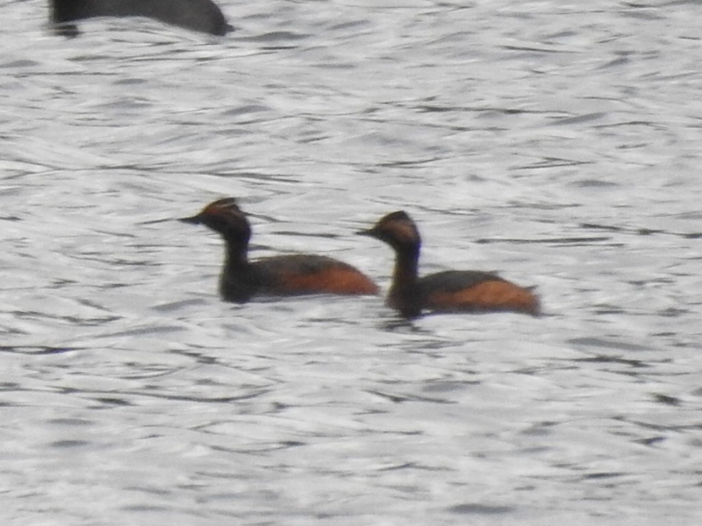 atkinson_steve's tweet image. 2 Black-necked Grebes @RSPBMiddleton North Pit. Found by @groughgruff @Staffsbirdnews