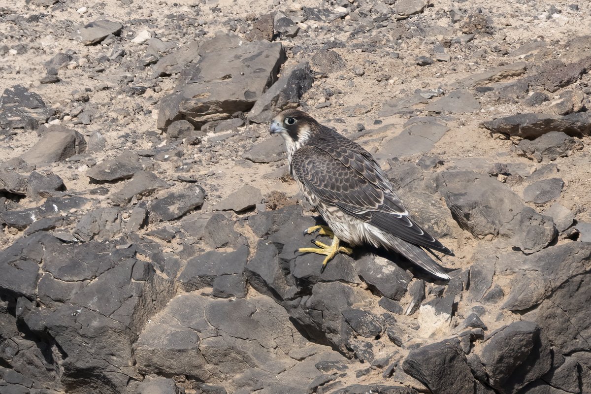 Halcón Tagarote
Fuerteventura

Es una subespecie del halcón peregrino que se encuentra desde las Islas Canarias hacia el este a través de algunas partes del norte de África hasta Oriente Medio. Anteriormente se trataba a menudo como una especie distinta Falco pelegrinoides.