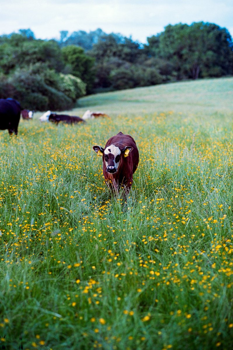 Bullocks. Portra 160