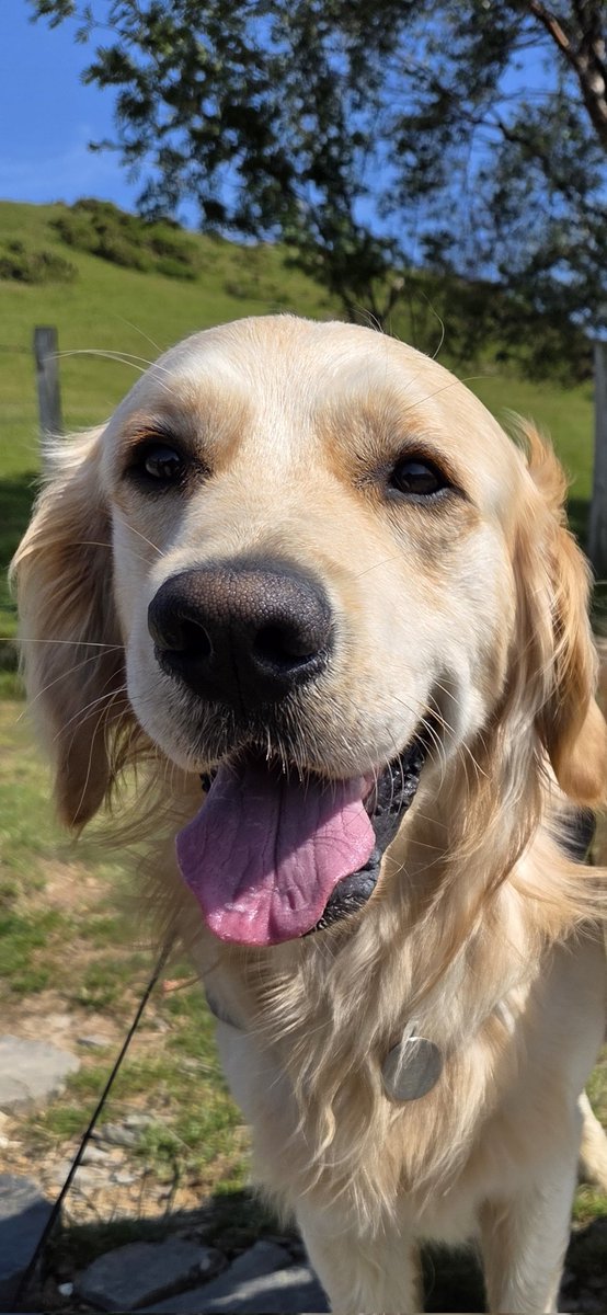 Chase is 2 today! 🐶🎁