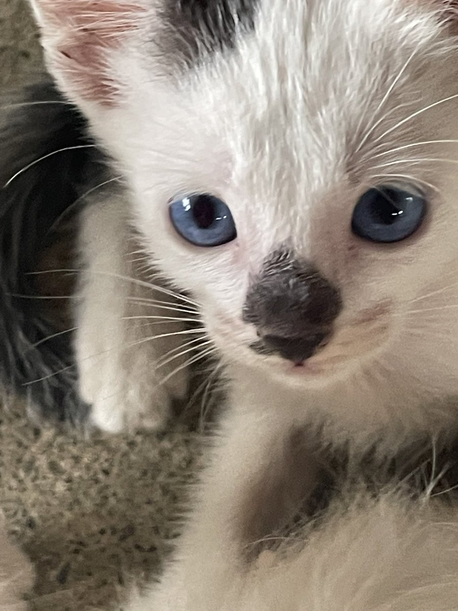 apolslice's tweet image. here’s a thread of cats i met in this lifetime🐈💕

 📸 the tricolored one looks like Miming, my missing cat 😢

📸 mom cat and her baby watching us as we check the brgy community garden 

📸this baby cat i saw during one of our inspections