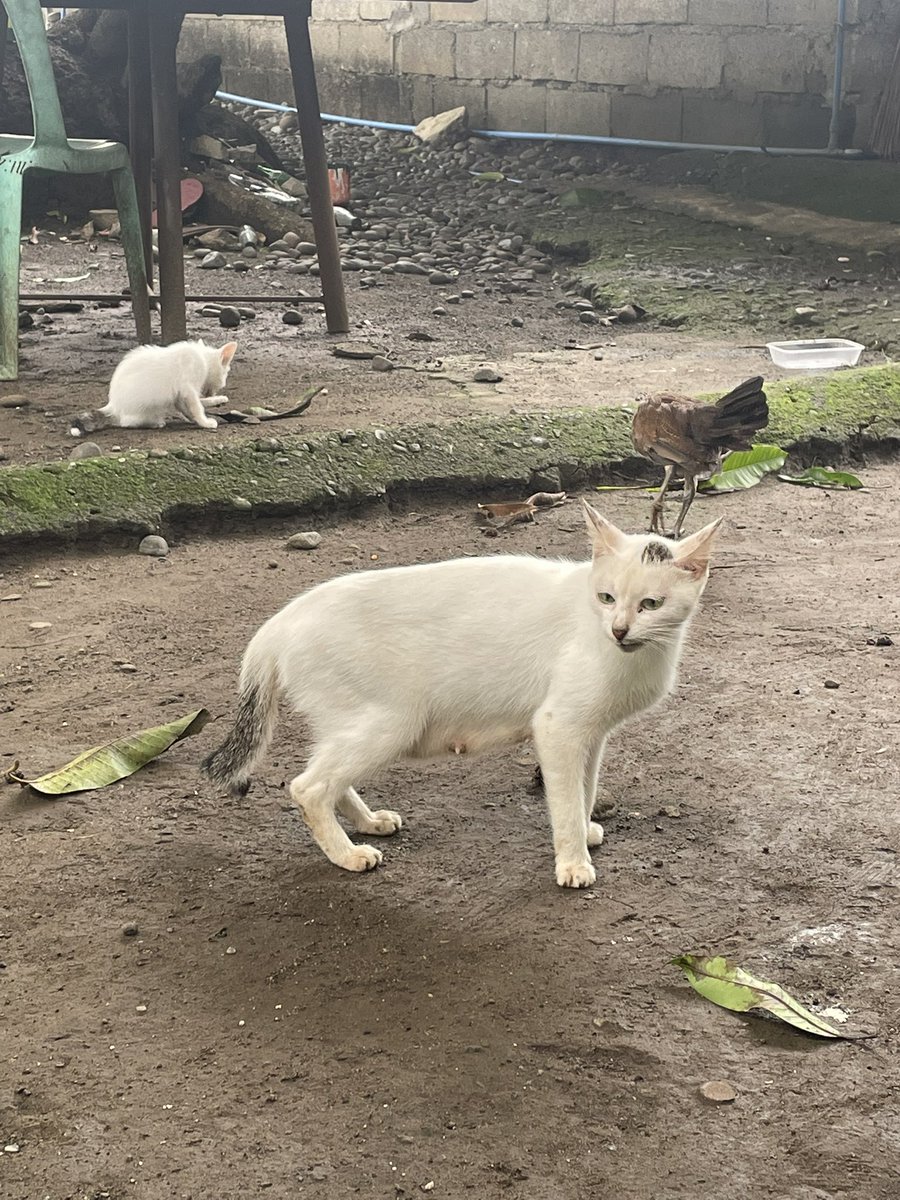 apolslice's tweet image. here’s a thread of cats i met in this lifetime🐈💕

 📸 the tricolored one looks like Miming, my missing cat 😢

📸 mom cat and her baby watching us as we check the brgy community garden 

📸this baby cat i saw during one of our inspections