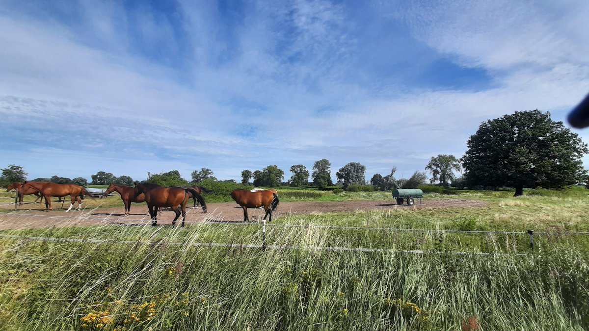MarkusZerhusen's tweet image. Heute ein paar schöne Bilder aus meiner Heimat, unterschiedliche Regionen vom letzten Sommer. 🐎 Die Temperaturen sind gut, aber es regnet den halben Tag... 🌦😔 nichts mit großen Touren am Wochenende. 🦋💙🐞❤🤠💬
#Wanderlust #Fernweh #Natur