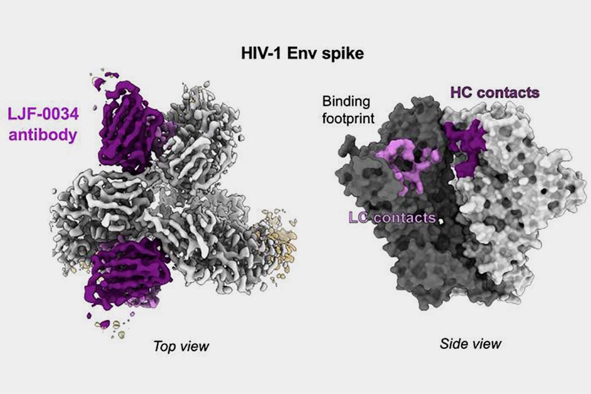 BiotechMN's tweet image. Posible vacuna para el #VIH, que causa el #sida, fortalece el sistema inmune. #BiotechMN @cesida_esp @gTtVIH @InfoVIHCruzRoja @omsidazgz @Seisida @sev_virologia biotechmagazineandnews.com/avance-en-la-v…