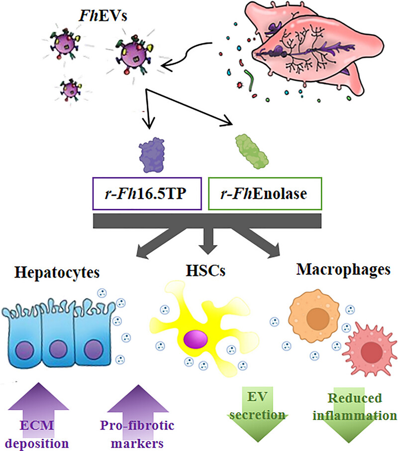 ISEV-Journals (@isev_journals) on Twitter photo 📘Read in #JExBio📘Recombinant enolase and 16.5 tegumentary proteins from F. hepatica EVs may influence the progression of fibrosis, altering cell growth, proteomic profiles, and EVs secretion in macrophages, hepatic stellate cells (HSCs) and hepatocytes isevjournals.onlinelibrary.wiley.com/doi/10.1002/je… 📘Read in #JExBio📘Recombinant enolase and 16.5 tegumentary proteins from F. hepatica EVs may influence the progression of fibrosis, altering cell growth, proteomic profiles, and EVs secretion in macrophages, hepatic stellate cells (HSCs) and hepatocytes isevjournals.onlinelibrary.wiley.com/doi/10.1002/je…