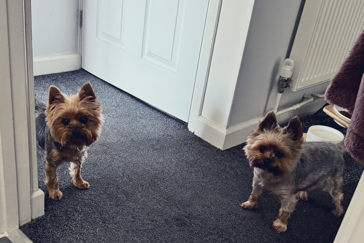 What’s this then?? Another unauthorised bathroom break?? Hurry up!! We’ve got zombies to deal with!!!#ZSHQ