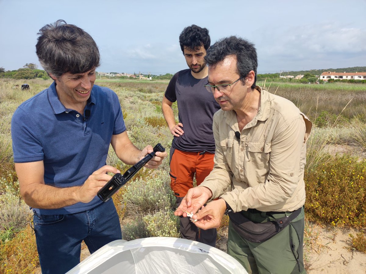 Institute of Evolutionary Biology (IBE) (@ibe_barcelona) on Twitter photo <a href="/totesmoutv3/">Tot es mou TV3</a> 🦎 Aquest petit rèptil carnívor s'alimenta principalment de formigues i pot córrer a grans velocitats!
⚠️ El seu hàbitat està en perill per la urbanització i l'expansió dels conreus de regadiu.
#DesxifrantEvolució #ConservantBiodiversitat <a href="/totesmoutv3/">Tot es mou TV3</a> 🦎 Aquest petit rèptil carnívor s'alimenta principalment de formigues i pot córrer a grans velocitats!
⚠️ El seu hàbitat està en perill per la urbanització i l'expansió dels conreus de regadiu.
#DesxifrantEvolució #ConservantBiodiversitat
