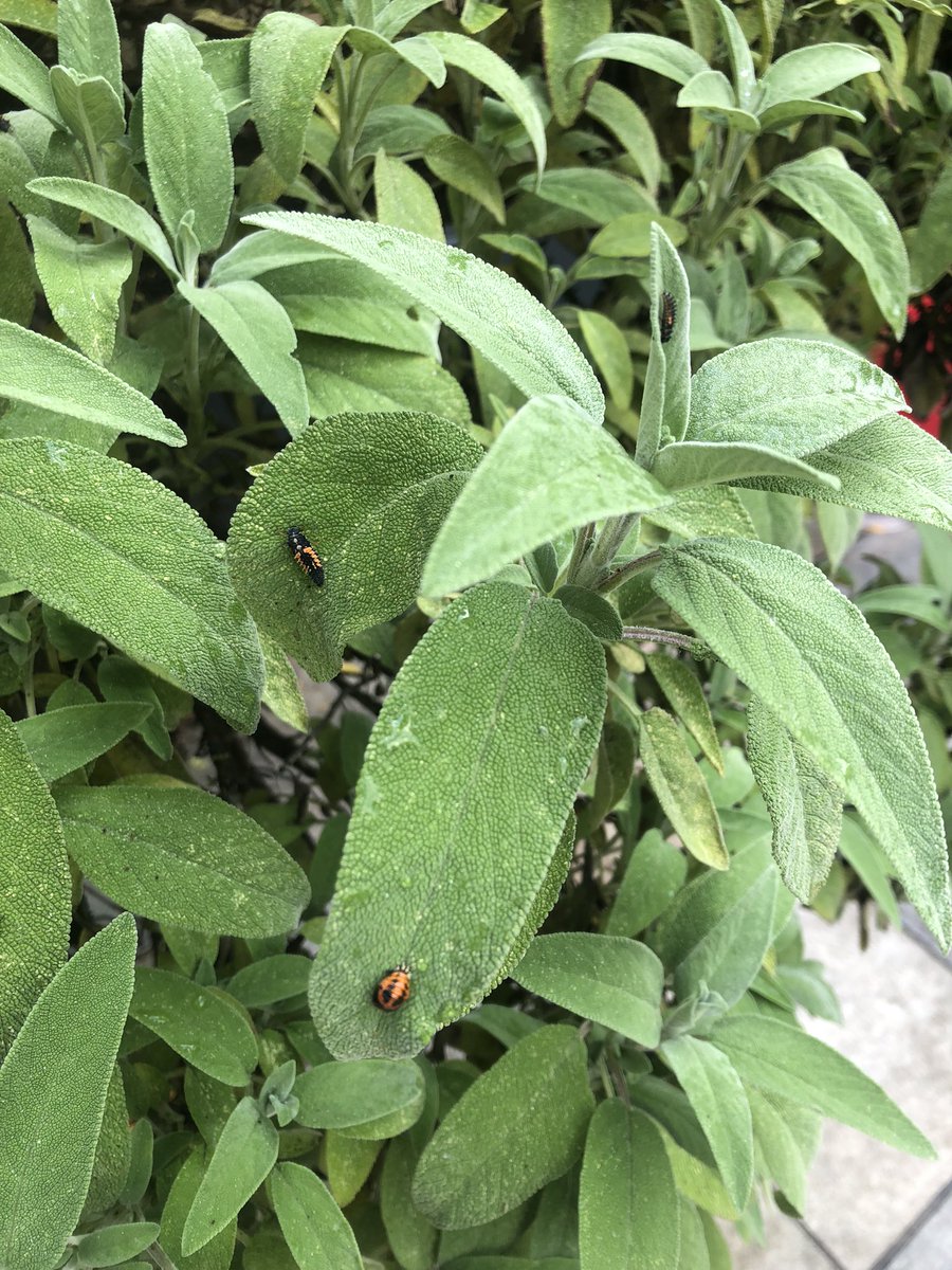 Grande scorpacciata di afidi! Non ne ho mai viste così tante sulla mia salvia. (Londra)
<a href="/Nicola_Bressi/">Nicola Bressi</a>