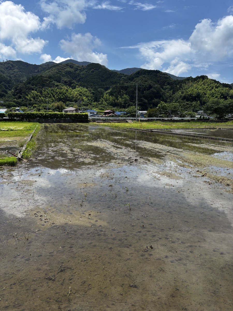 🗣️田んぼ番長の稲作便り📓
╭━━━━━━━━━━━━━╮
　　西伊豆田植えツアー🌱
　　　　　代掻き完了！
╰━━━━━━ｖ━━━━━━╯

土を砕いて水を張る
田んぼを柔らかく均一に整える作業です😊

田植えの準備は万端👍
ご参加お待ちしています！！

#ベルテックス静岡 #増田啓介