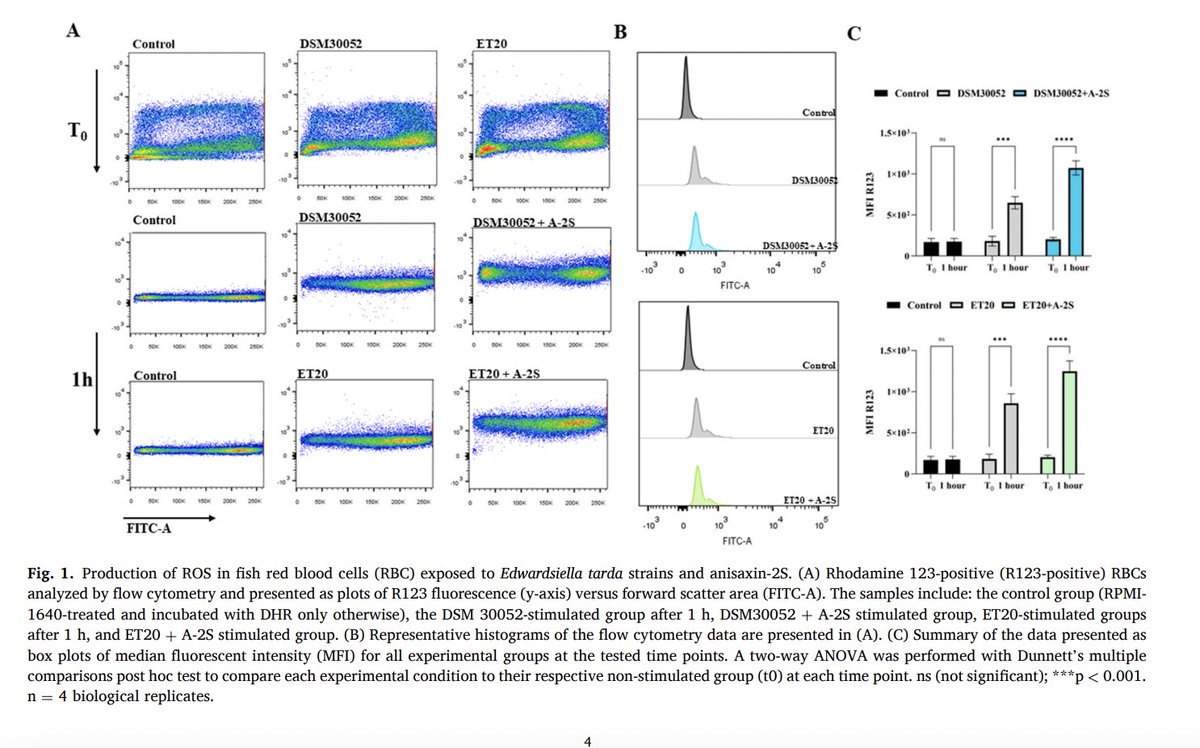 Okeleye OI, Majstorovic J, Sudharaka A, Triga A, Mandalakis M, Katharios P, Mladineo I. Common carp (Cyprinus carpio) blood cells are modulated by a parasitic antimicrobial peptide, A-2S and Edwardsiella spp. strains. doi.org/10.1016/j.fsi.…