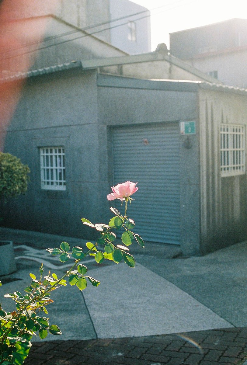 flowers on 35mm film