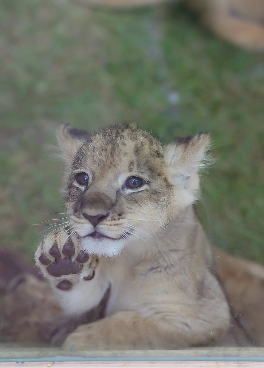 今日も1日お疲れ様でした𓂃𓂂ꕤ*.ﾟ

#ライオン   #ライオンの赤ちゃん
#富士サファリパーク