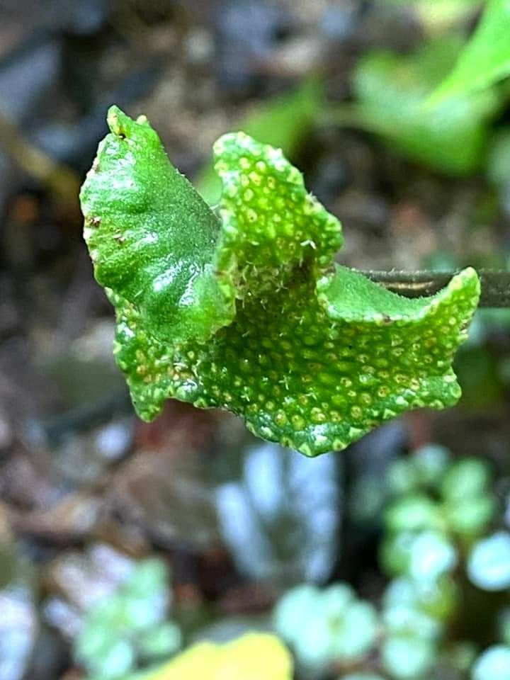 Naturepathway's tweet photo. Textured green leaf: #NatureTexture #GreenLeaf https://t.co/0vKL3fBj43