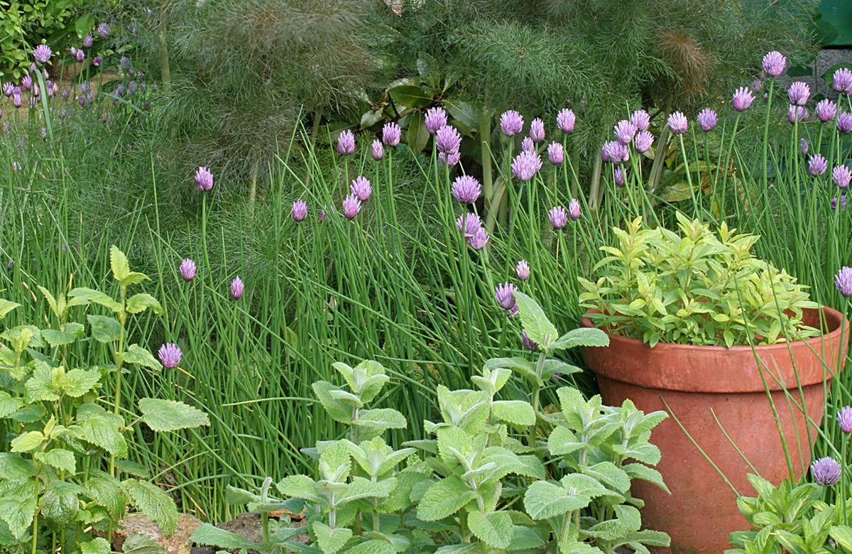 🔵 La ciboulette, aussi belle que gustative dlvr.it/TLC63X